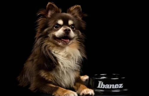 Миска для собак IBANEZ IBWL001 BOWL BLACK - JCS.UA фото 3 Миска для собак IBANEZ IBWL001 BOWL BLACK - JCS.UA фото 3